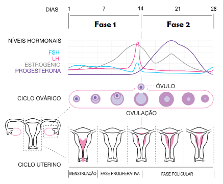 Fases do ciclo menstrual
