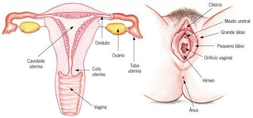 Diferença entre vagina e vulva