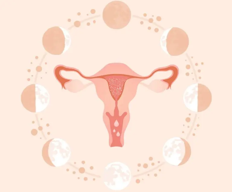 Como calcular o período fértil feminino